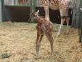 Newborn baby giraffe
