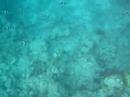 Snorkeling At Kurumba Outside Barrier With Banner Fish