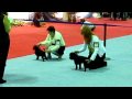 Affenpinscher