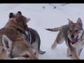 Brix year 1 Czechoslovakian wolfdog