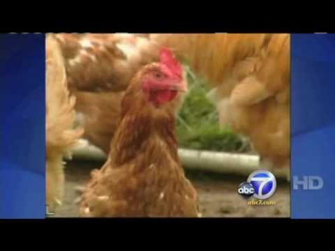 Gallina muere al poner un huevo gigante