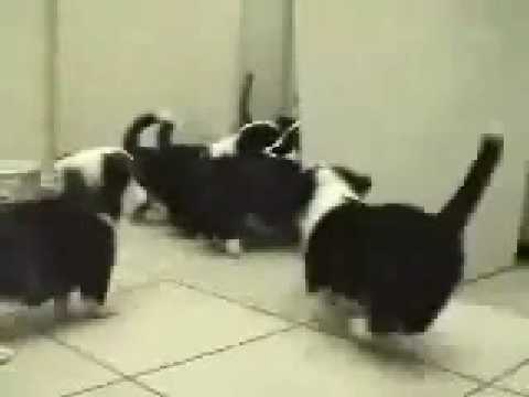 The Matrix...Cat Style.