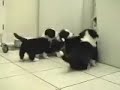 Dogs Attacks Cat Dogs Attacks Cat