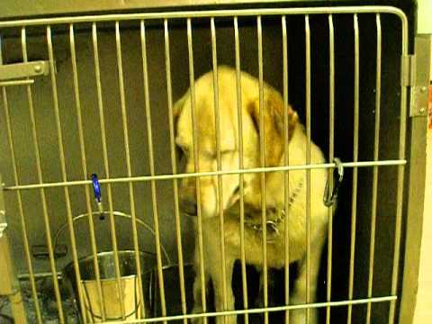 Sweet adult female lab at Mahoning County Dog Pound in Youngstown Ohio – August 8 2013
