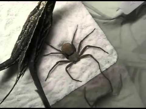 fear of spiders - This video was made by EdisProduction - http://www.youtube.com/user/EdisProduction.
