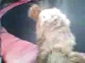 Cleo On The Trampoline Goin Psycho
