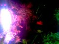 皇阿瑪家繽紛炫麗的魚缸!part 2