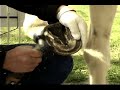 Horseshoe\