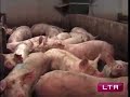 la question de la transformation des mati�res organiques en �nergie est plus que jamais d'actualit�. cette semaine d�couvrez avec lateleagricole.net une nouvelle solution.
suivez-nous donc dans une raffinerie verte qui trouve un usage aux algues et au lisier de porc. l'id�e : transformer des probl�mes environnementaux en �nergie. et redorer au passage l'image de l'agriculture.