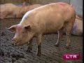 la question de la transformation des mati�res organiques en �nergie est plus que jamais d'actualit�. cette semaine d�couvrez avec lateleagricole.net une nouvelle solution.
suivez-nous donc dans une raffinerie verte qui trouve un usage aux algues et au lisier de porc. l'id�e : transformer des probl�mes environnementaux en �nergie. et redorer au passage l'image de l'agriculture.