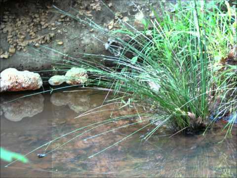 Relaxation - Cloud Trees: Midori
