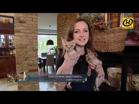 Our Cattery is on one of the main state television channels.