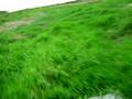 videos de Airboat Ride