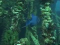 Four Red Sea Northern Wrecks