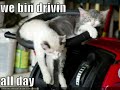 LOLCAT Bible Pet Theology Episode III LOLCAT Bible Pet Theology Episode III
