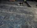 Beagle Puppies 27days 