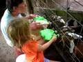 Feeding baby goats