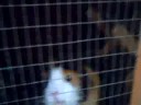 tufty and wiggy want dinner