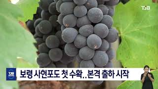 [0703 TJB 8시  뉴스데스크] 보령 사현포도 첫 수확..본격 출하 시작