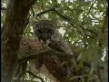 Florida Panther Florida Panther