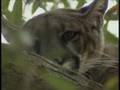 Florida Panther