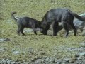 Awesome, thanx for the upload (YouTube http://bit.ly/4lew8E)