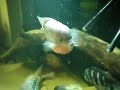 600g tank w/ huge Cichlasoma (Vieja) synspilum