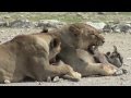 Lions Killing Warthog