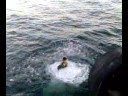 videos de SSAL 11/A -Wheels-