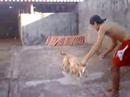 cachorro escalando
