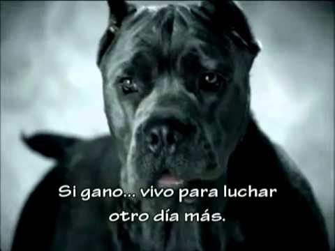 peleas de perros