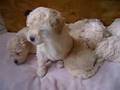 Caniche
