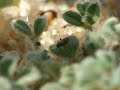 Chersodromia sp. (13)
