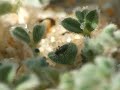 Chersodromia sp. (13)