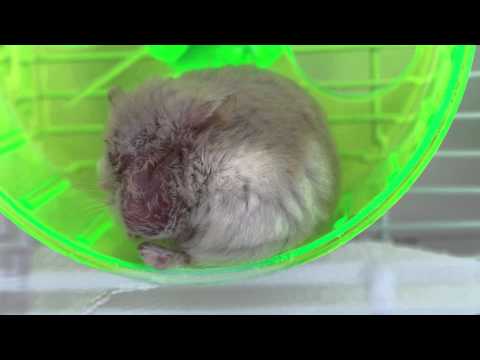 how to treat wet tail in hamsters