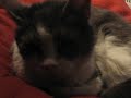 An Adorable Video of Kia/The Rocks/Rockin\