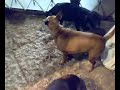 Lady pinscher nano con i cuccioli di bracco tedesco Lady pinscher nano con i cuccioli di bracco tedesco