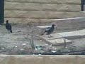 bird attacks bet you $10 you will laugh
