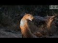Leopard Calls (Close-Up View) (HD)