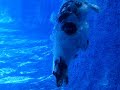 Sparky of Fabulous Las Vegas - Underwater