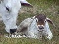 Documentário Fazenda Porto do Campo