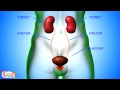 Human Body Animation