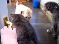 Irish Wolfhounds and macaws waking up