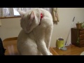 Click here to watch this video 便利な自動給餌器LUSMOと面白猫のミルクちゃん Pet Food Auto Feeder