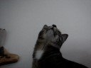 My Crazy Cats My Crazy Cats