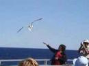 seagulls