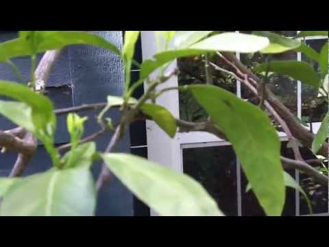 how to fertilize satsuma trees