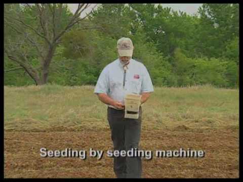 how to plant wildflowers