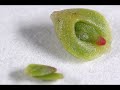 Plantas Carnivoras