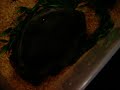 Update/ Growth Rate of a Burmese Python Update/ Growth Rate of a Burmese Python